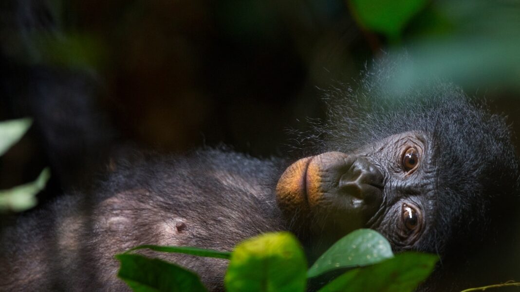 Unbreakable bond: Bonobo remembers her sister after 26 years apart