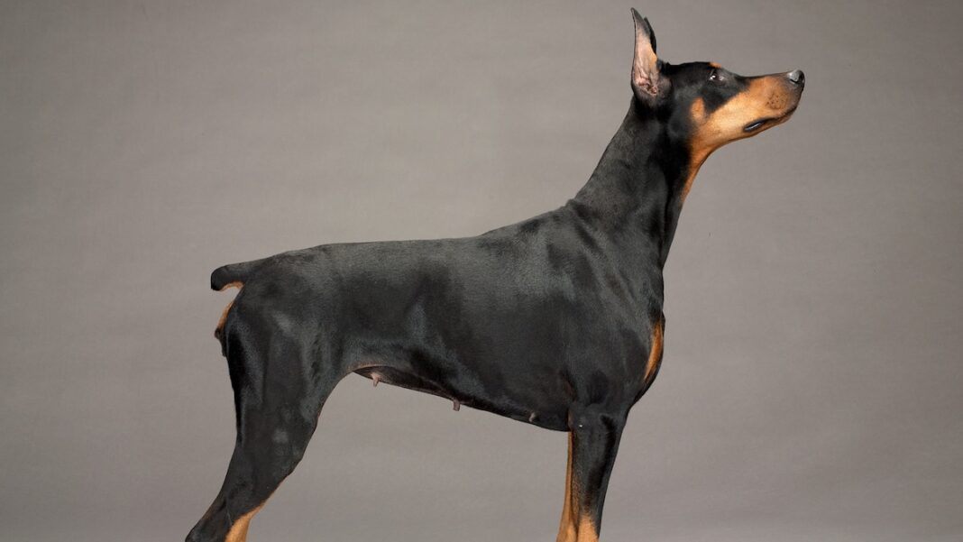 the-remarkable-wicked-americas-top-working-dog.jpg The Remarkable Wicked: America’s Top Working Dog