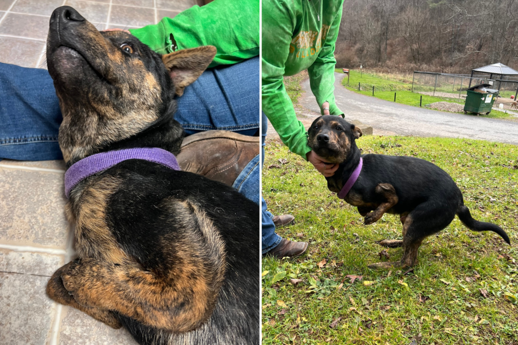 Unexpected Surprise for Rescued Two-Legged Stray Dog