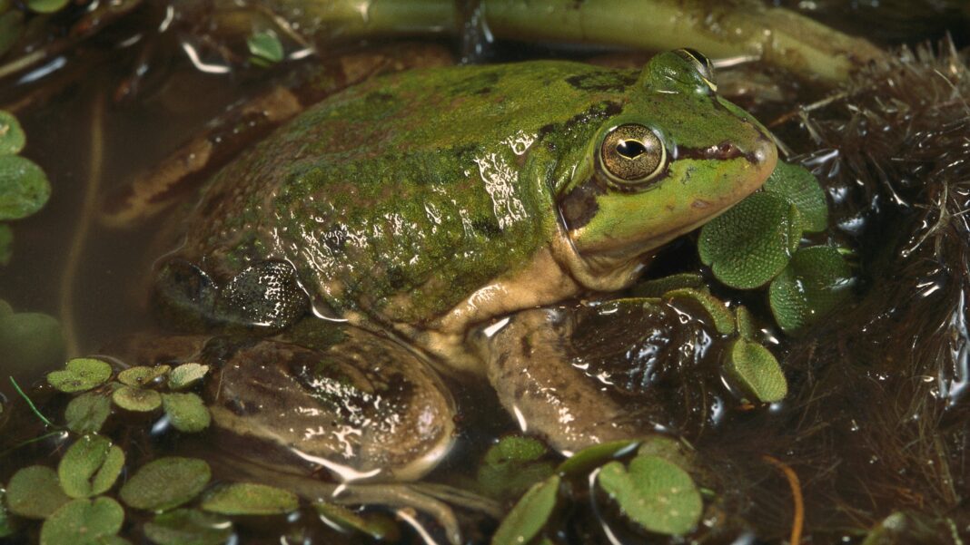 The Amazing Transformation of the Paradoxical Frog: From Giant Tadpole to Little Frog