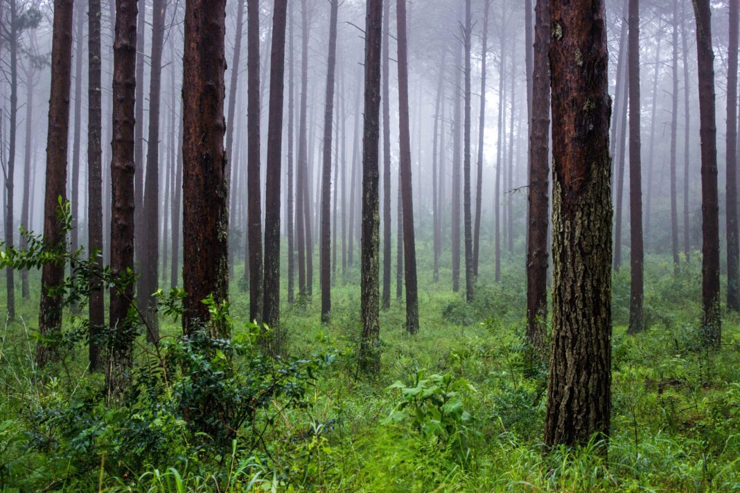 The Power of Forest Mythology: Protecting and Exploiting the Natural World