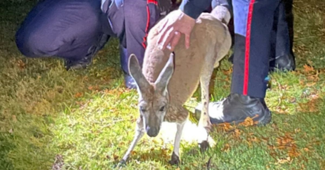 Kangaroo on the Loose Throws a Punch at Canadian Police Officer