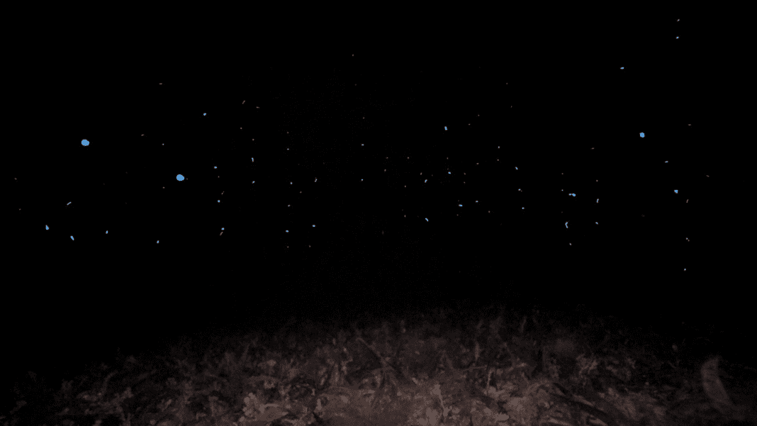 Behold the Mesmerizing Mucus-Filled Mating Dance of Bioluminescent ‘Sea Fireflies