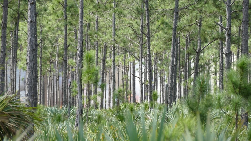 The Battle for Florida’s Ecosystem: Paradise or Parking Lot?