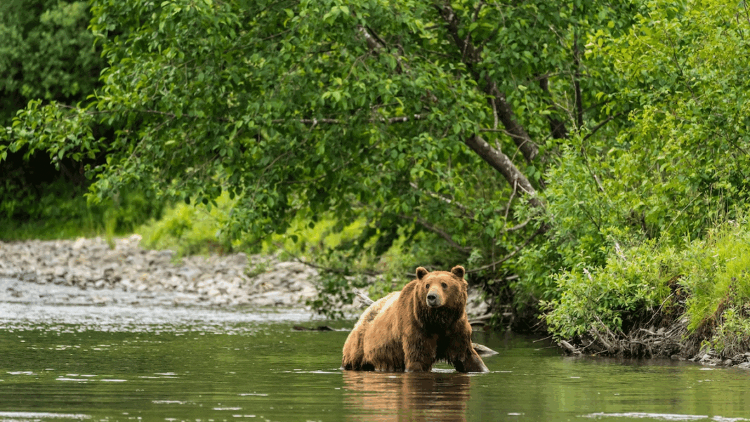 Unleash Your Wild Side with 5 Epic Wildlife Adventures in Alaska