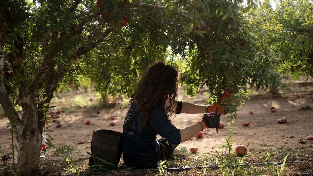 Rebuilding Israel’s Agricultural Sector After the War on Gaza: Is Recovery Possible?