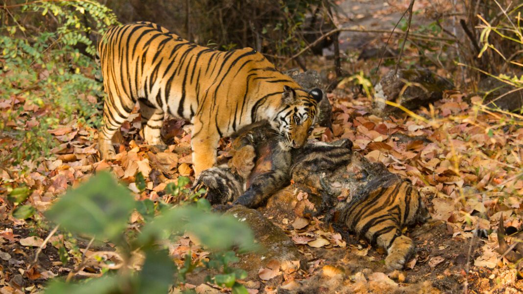 Fascinating Creatures: 12 Animals that Practice Cannibalism