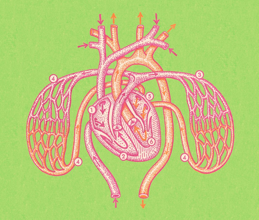 Understanding the Impact of Different Cholesterol Types on Heart Health