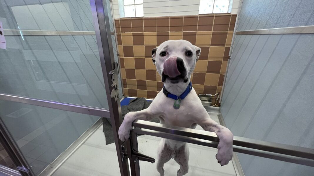 Don’t Even Think About Giving a Pet as a Holiday Present if You Want to Avoid a Surprise