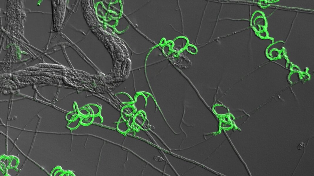 The Incredible Fungus That Morphs into a Carnivorous Predator