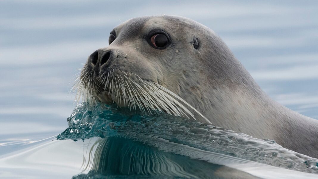 The Remarkable Nasal Abilities of Arctic Seals