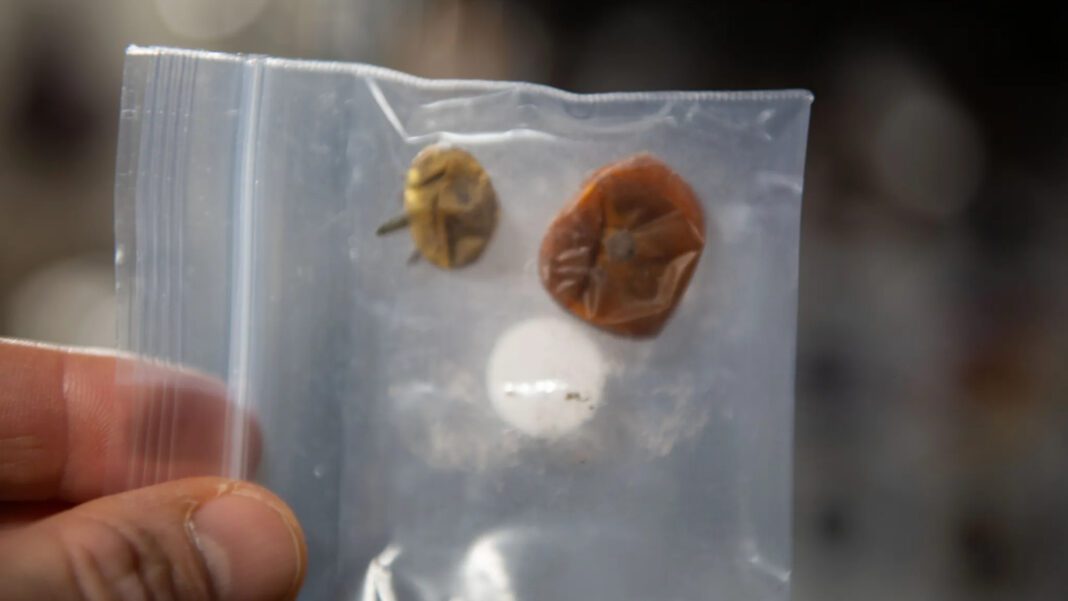 NASA Unveils the Appearance of 2 Tomatoes After 8 Months in Space (video)
