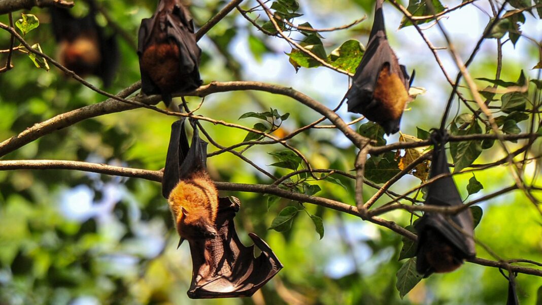 The Surprising Ability of Fruit Bats to Consume High Sugar Diets Without Developing Diabetes
