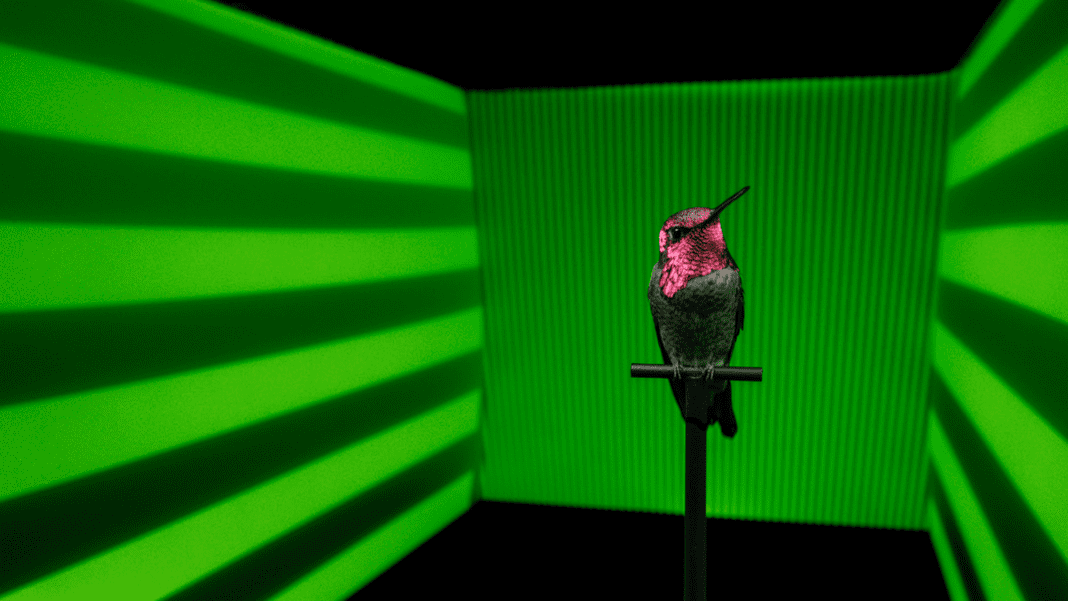 The Incredible Speed and Agility of Hummingbirds