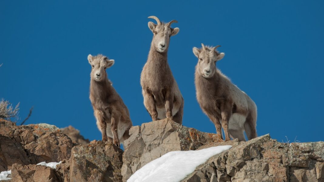 Evolution: Males’ Better Weapons Drive Females’ Bigger Brains