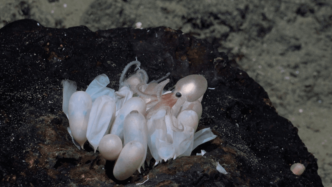 Exploring the Depths: Discovering Four New Octopus Species near Costa Rica’s Deep-Sea Vents