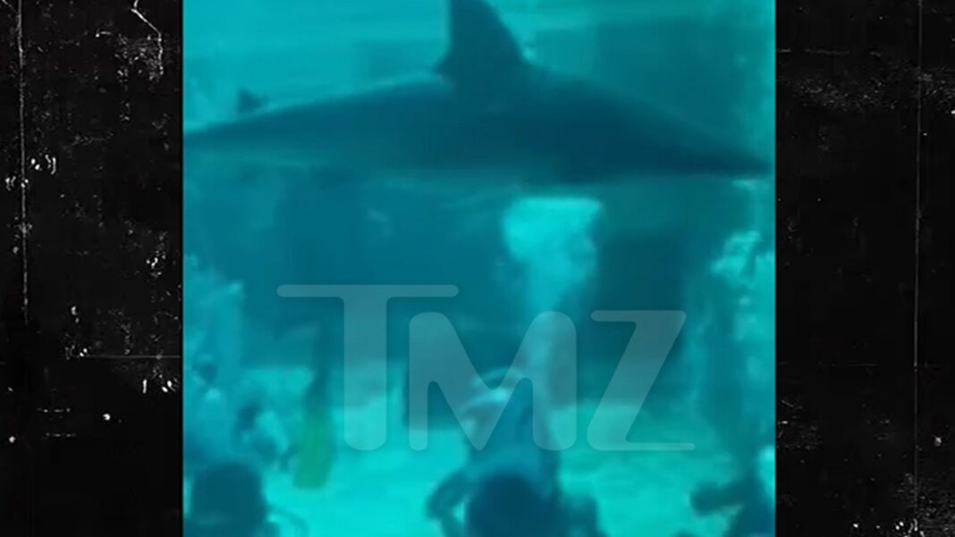 Exciting Footage Reveals Atlantis Bahamas Shark Tank Moments Before Child’s Encounter