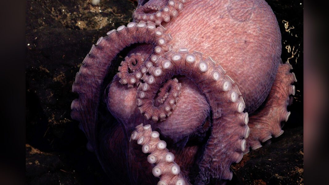 Exciting Discovery: Four New Octopus Species Uncovered in Deep Sea Near Costa Rica