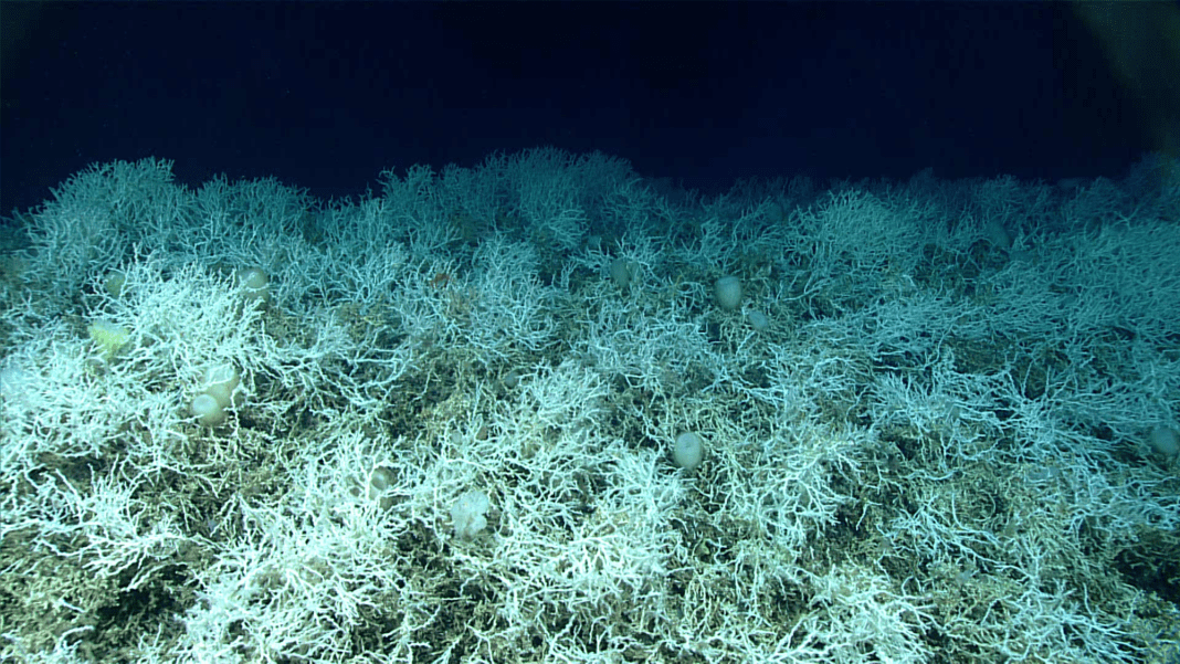 The Enormous Deep-Sea Coral Reef Surpassing the Size of Vermont