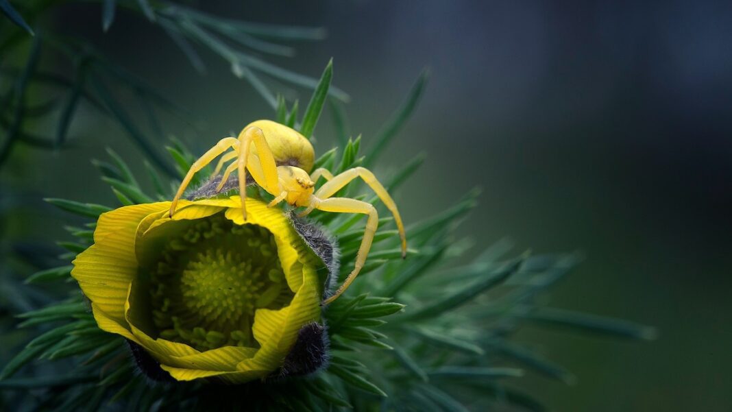 The Extraordinary Lives of Everyday Bugs: Surviving Every Day