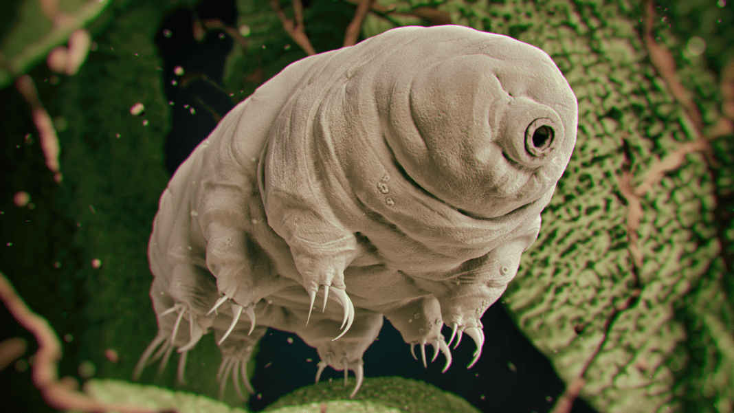 The Unbelievable Secrets of Tardigrades’ Incredible Toughness