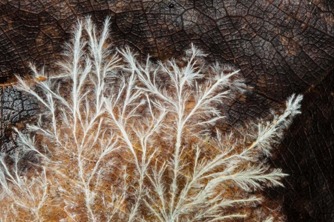 Boosting Fungi Growth with Sound Stimulation