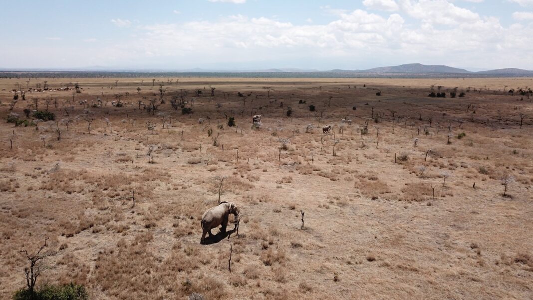 Invasive Ants Disrupt Ecological Balance on the Savannah, Forcing Lions to Adapt