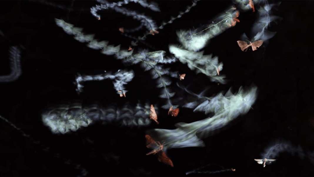 The Captivating Effects of Artificial Light on Moth Evolution