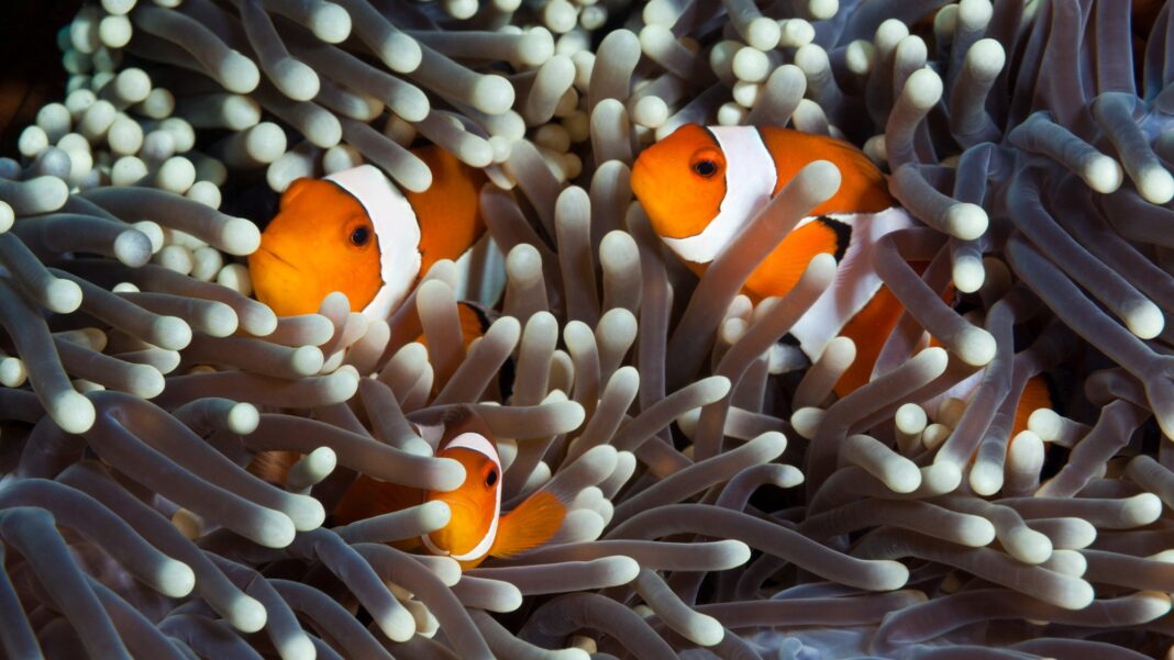 Do Clownfish Have Counting Skills?
