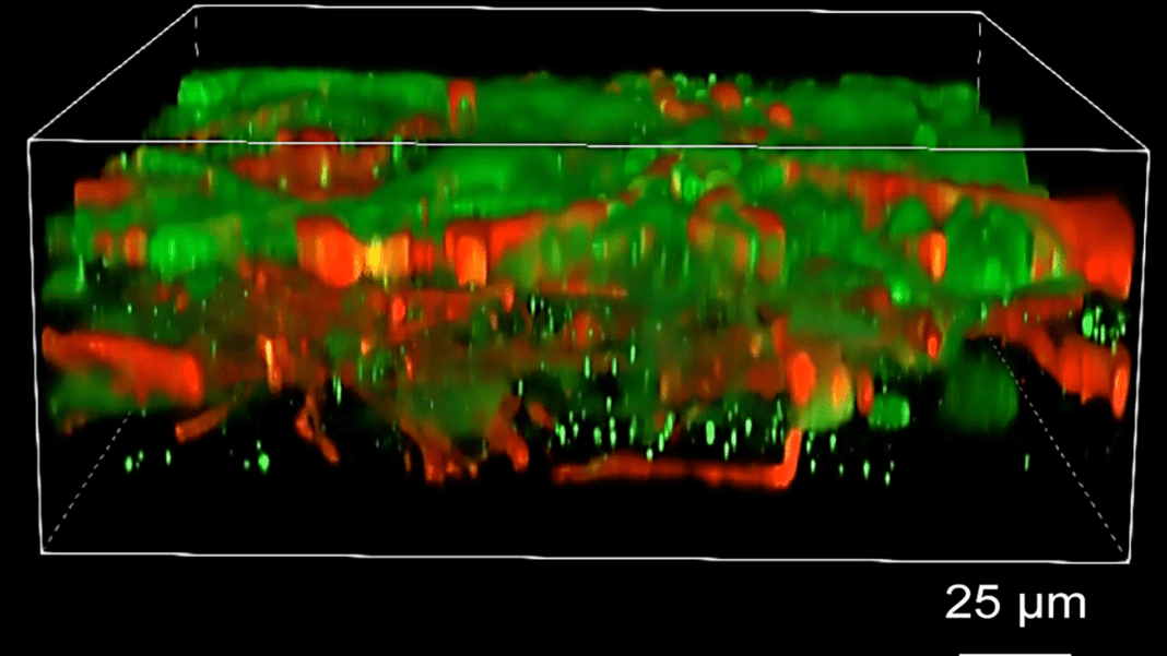 Revolutionary Breakthrough: Scientists Successfully 3D Bioprint Functioning Human Brain Tissue
