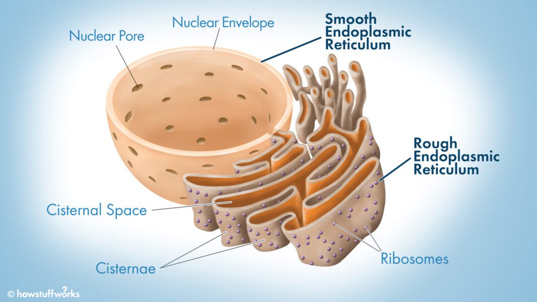 Battle of the Endoplasmic Reticulum: Rough ER vs. Smooth ER