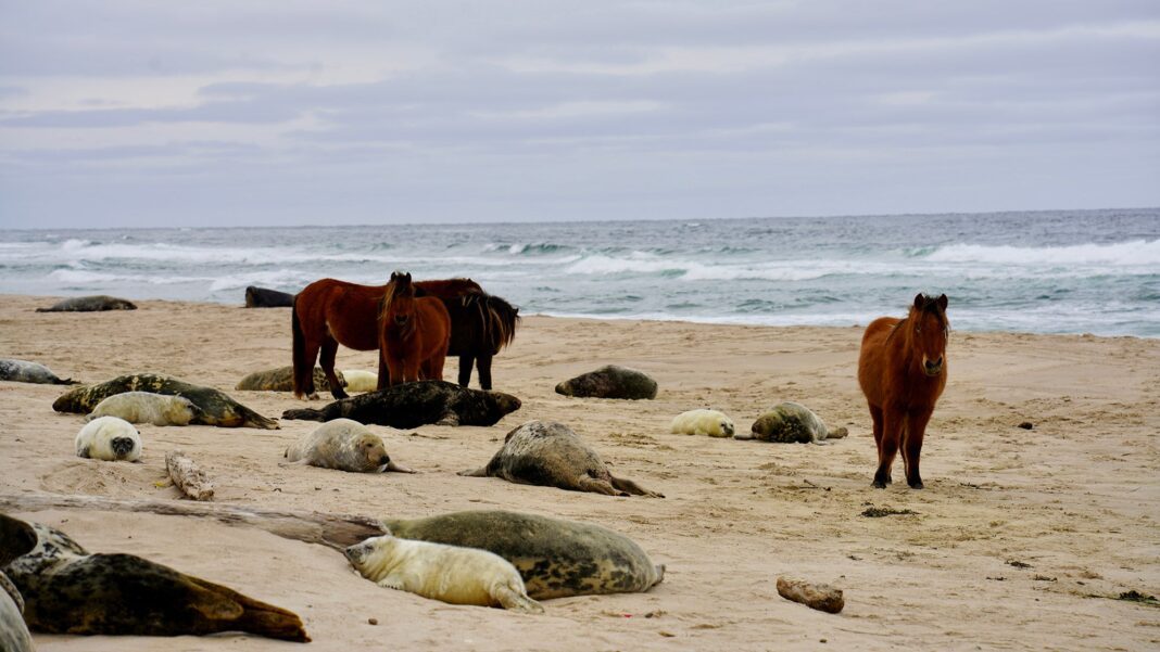 Wild Horses and Gray Seals Interact on Sable Island