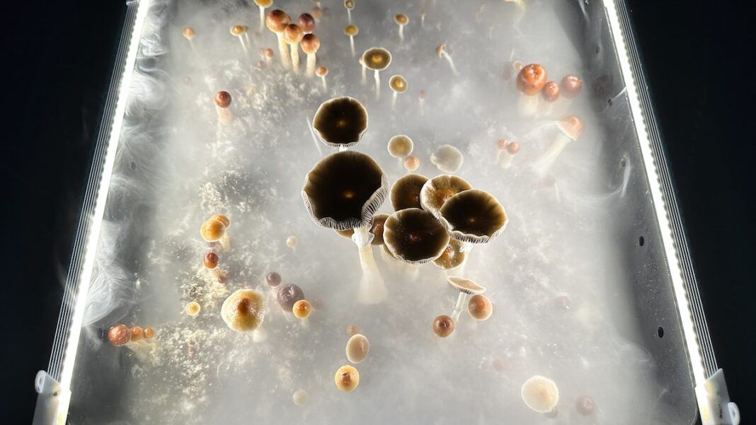 The Healing Power of Psychedelics for Veterans in Recovery