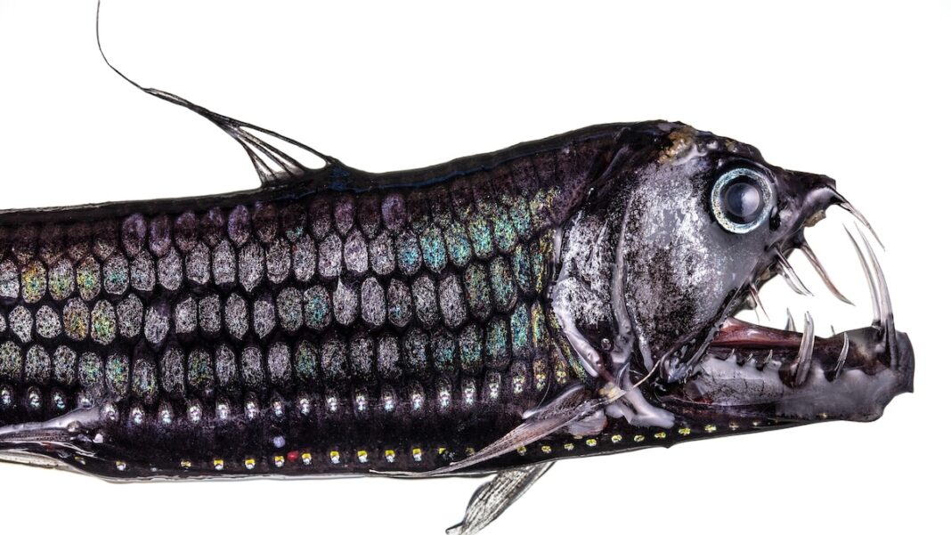 Discover the Crucial Role of Twilight Zone Creatures in Our Oceans