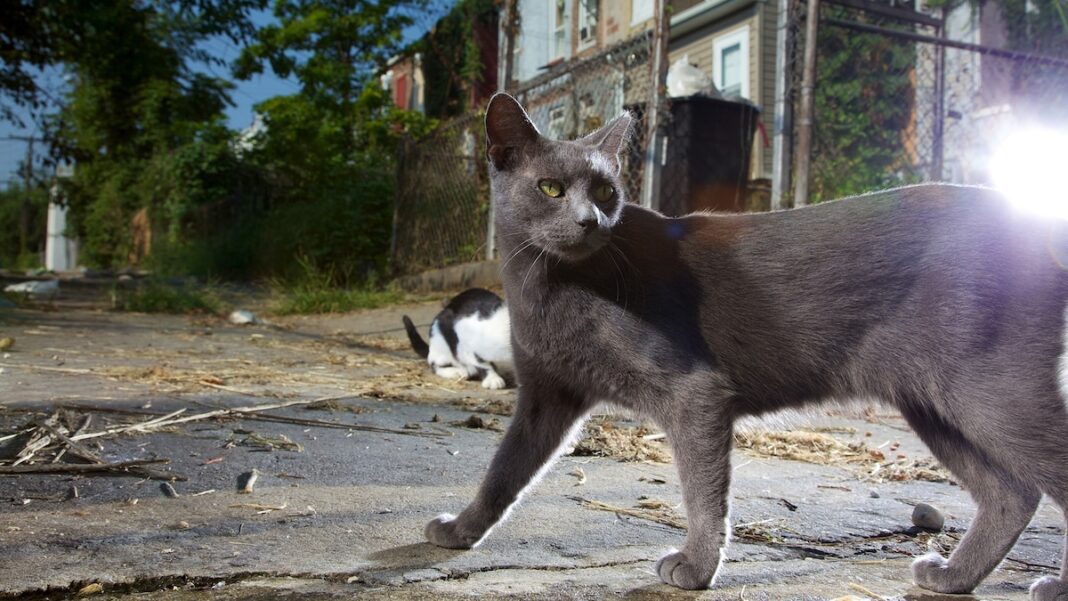 Secret Agent Showdown: Pigeon vs. Cat – Unveiling the Ultimate Spy