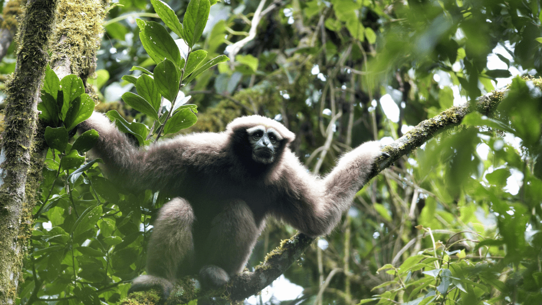Tracking the Serenades of Skywalker Gibbons: A Love Story Unveiled