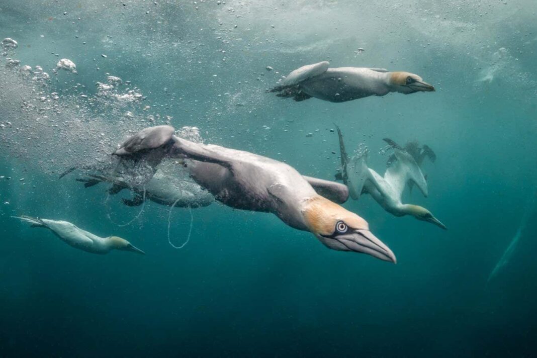 Dive into the Splendor: Underwater Photo Contest Displays Breathtaking Marine Life Captures