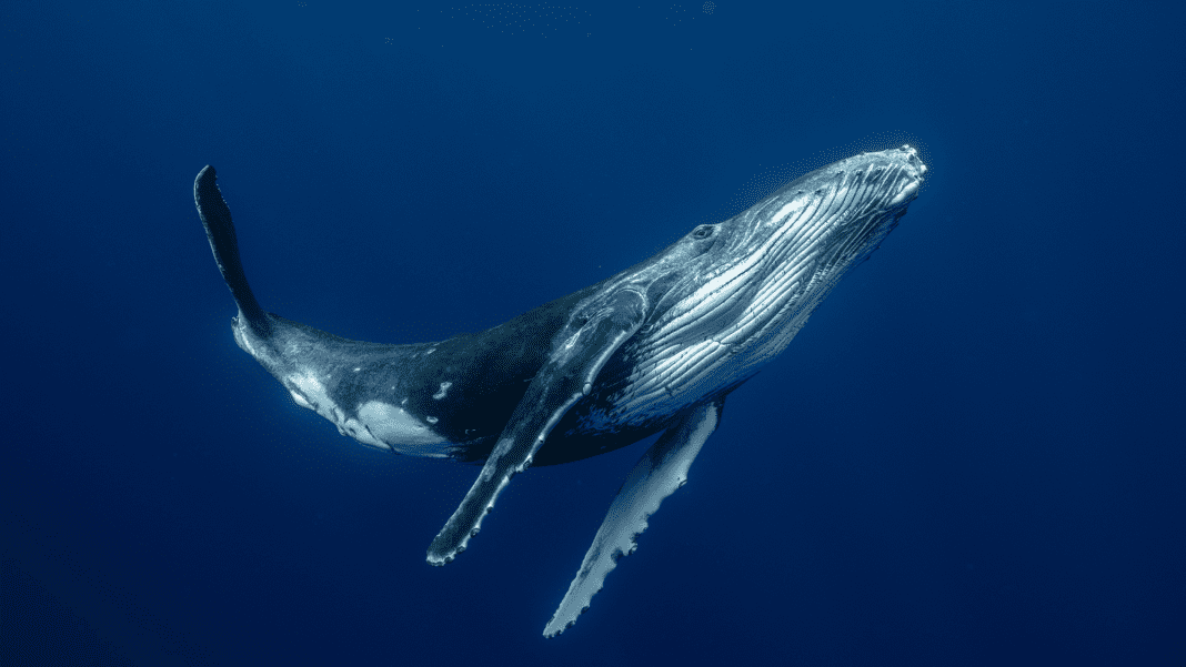 Unveiling the Fascinating Way Baleen Whales Create Sound