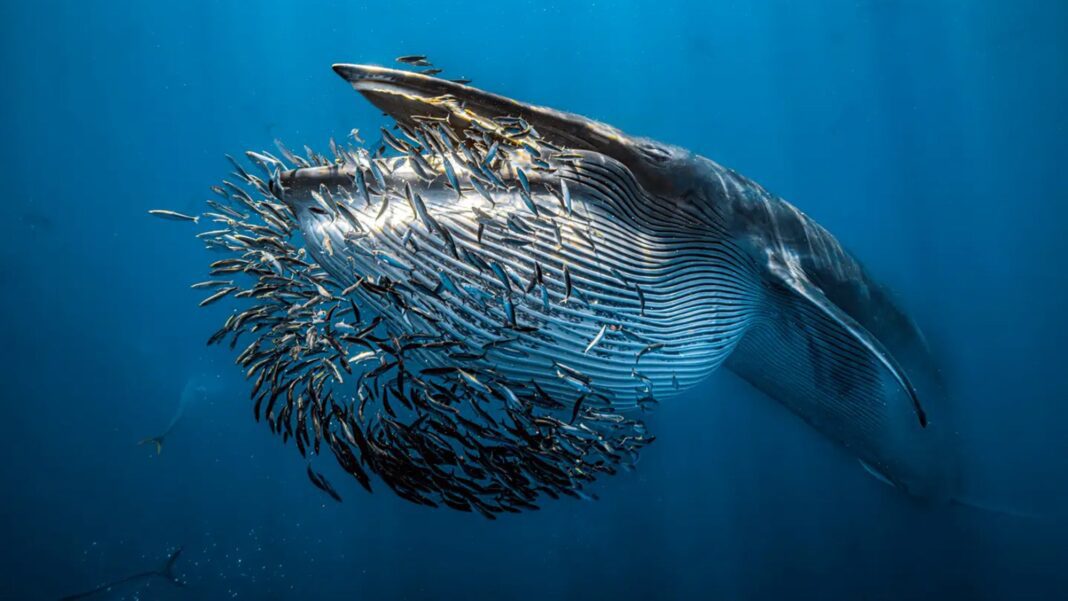Explore the captivating winners of the 2024 Underwater Photographer of the Year competition