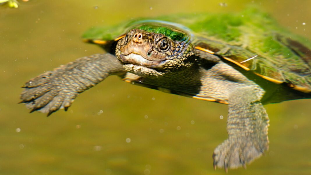 Meet the Mary River Turtle: The Unique Creature with Green Hair and an Unusual Survival Skill