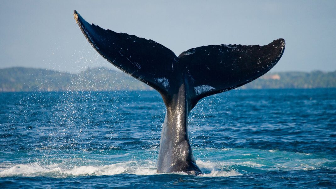 Unlocking the Mystery: Scientists Use AI to Track Whale Tails