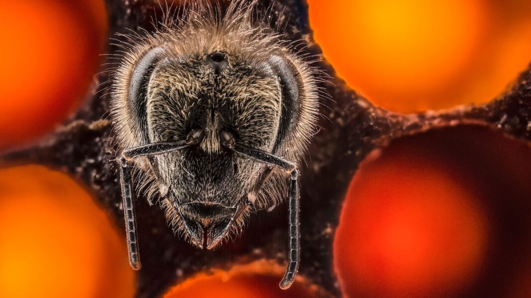 Capturing the World’s Smallest Wonders: A Guide to Larger-Than-Life Macro Photography