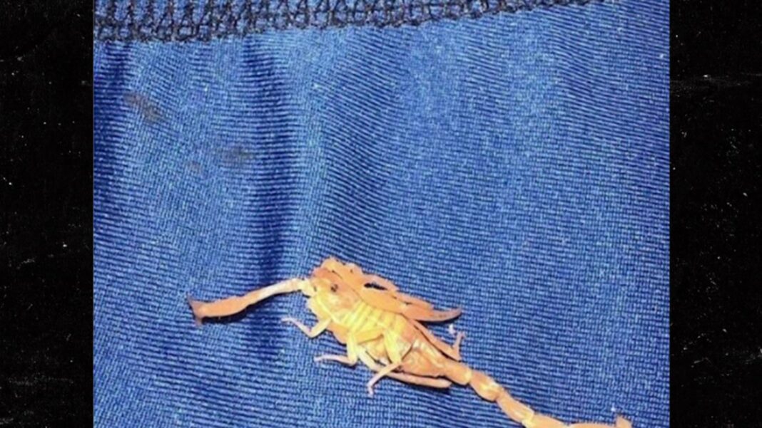 Scorpion Sting Mishap: Las Vegas Hotel Guest Gets Unexpected Surprise in Bed