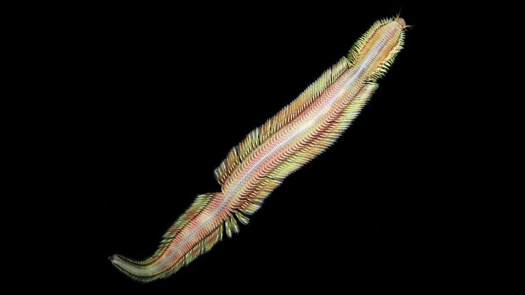 Incredible deep-sea worm glides like a magical carpet