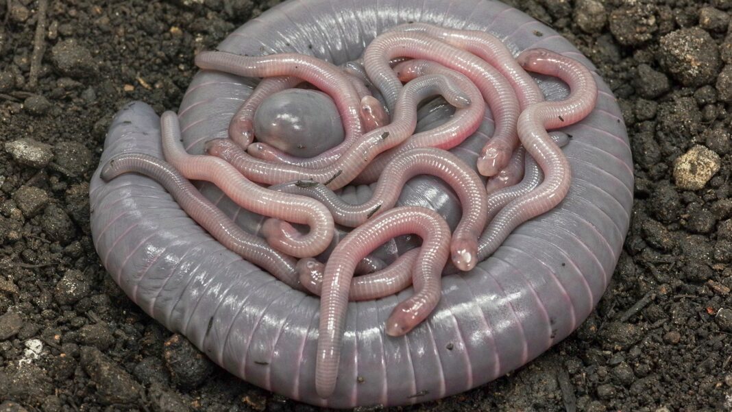 Fascinating Facts About Legless Amphibians that Secretly Produce ‘Milk
