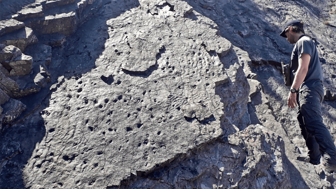 Discovery of England’s Ancient Fossilized Forest – A Groundbreaking Find