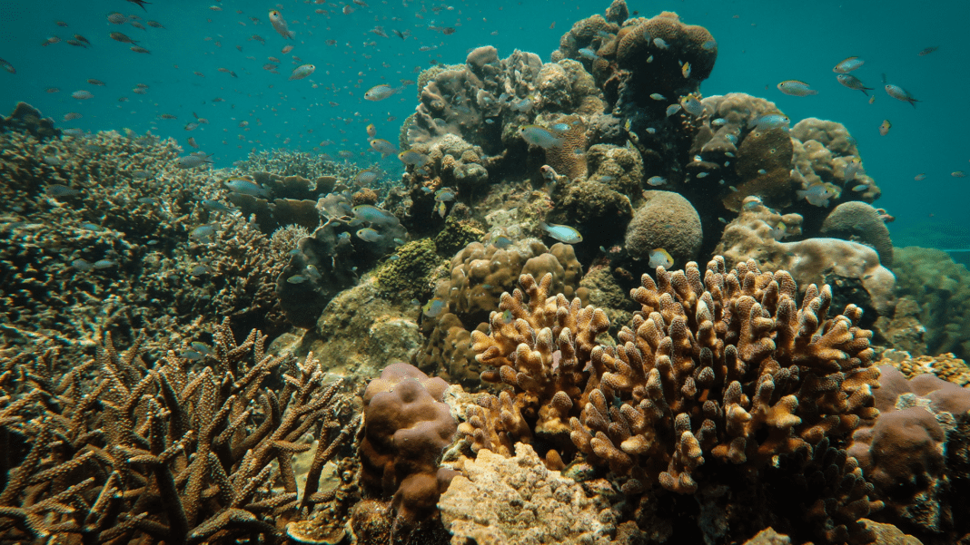 Reviving Coral Reefs: Sandy ‘Reef Stars’ bring new life to reefs devastated by dynamite fishing
