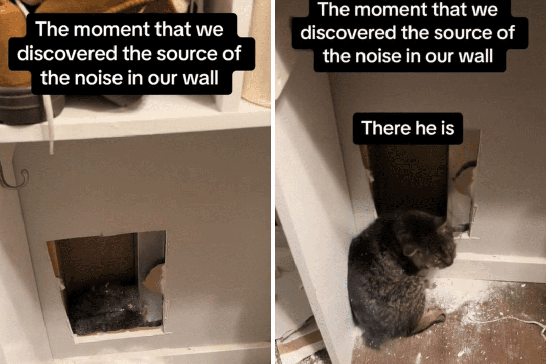 Shocking Discovery: Woman Finds Unwelcome Guest in the Walls