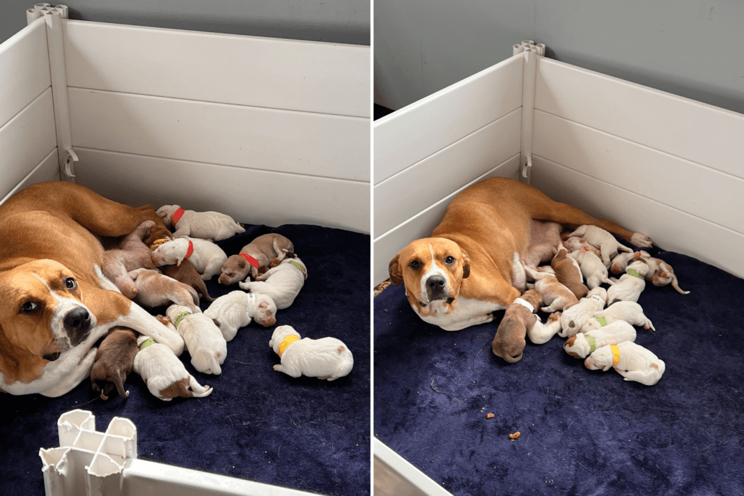 Pregnant Shelter Dog Unable to Walk – Discover How Many Puppies She’s Expecting!