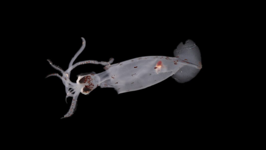 Discover the Exciting Find of Over 100 New Squid Species off the Coast of New Zealand